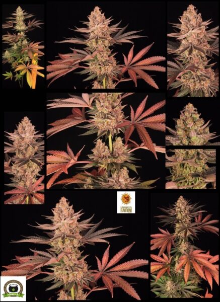 Variedad Nª 3 Biscotti Mintz toni13-2