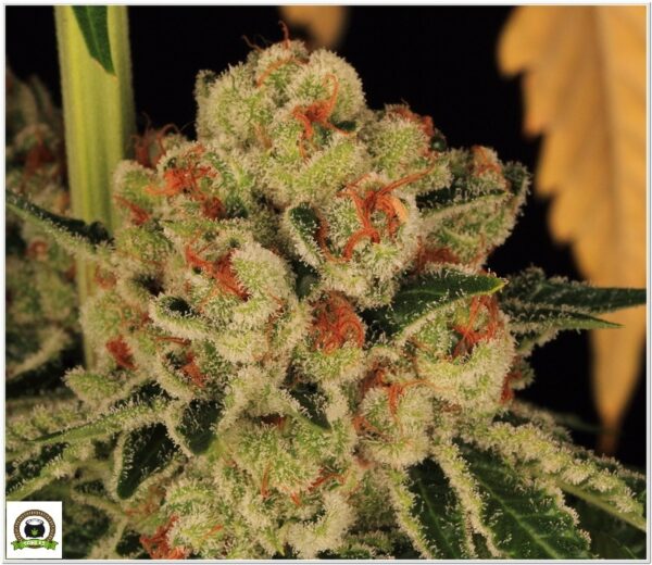 Variedad Nª 3 Biscotti Mintz toni13-4