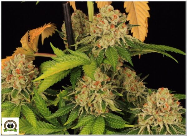 Variedad Nª 3 Biscotti Mintz toni13-3