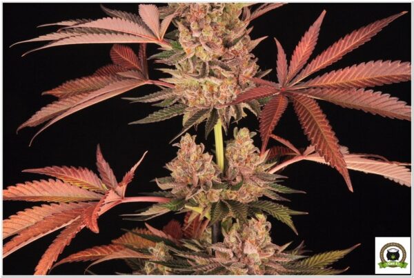 Variedad Nª 3 Biscotti Mintz toni13-5