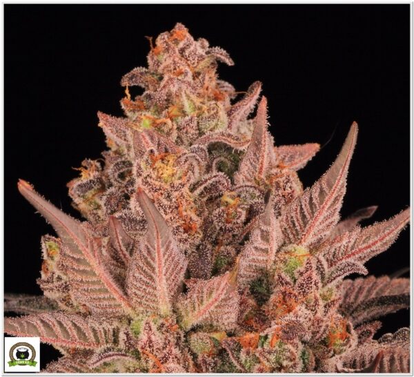 Variedad Nª 3 Biscotti Mintz toni13-7