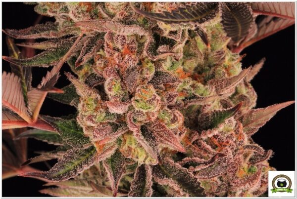 Variedad Nª 3 Biscotti Mintz toni13-6