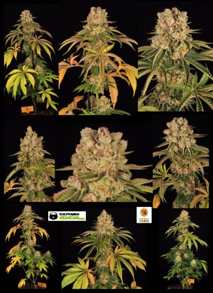 variedad 3