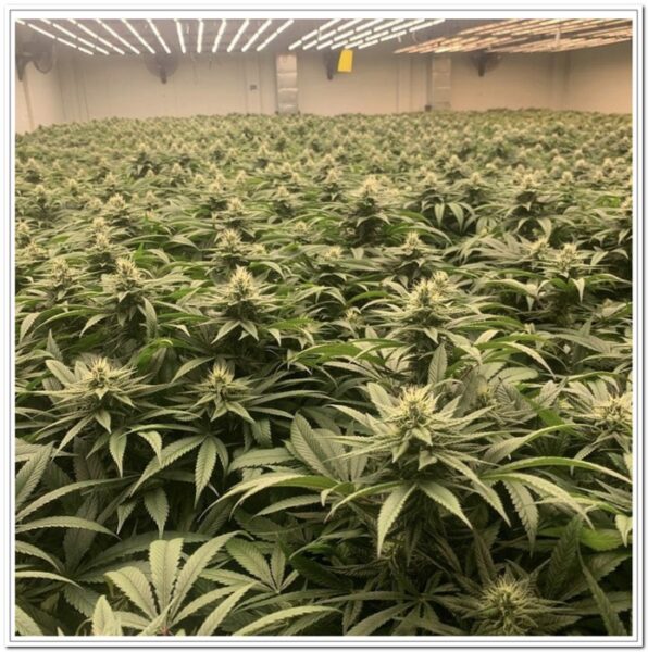 Autocultivar marihuana es una cosa, y el cultivo profesional otra muy diferente-2