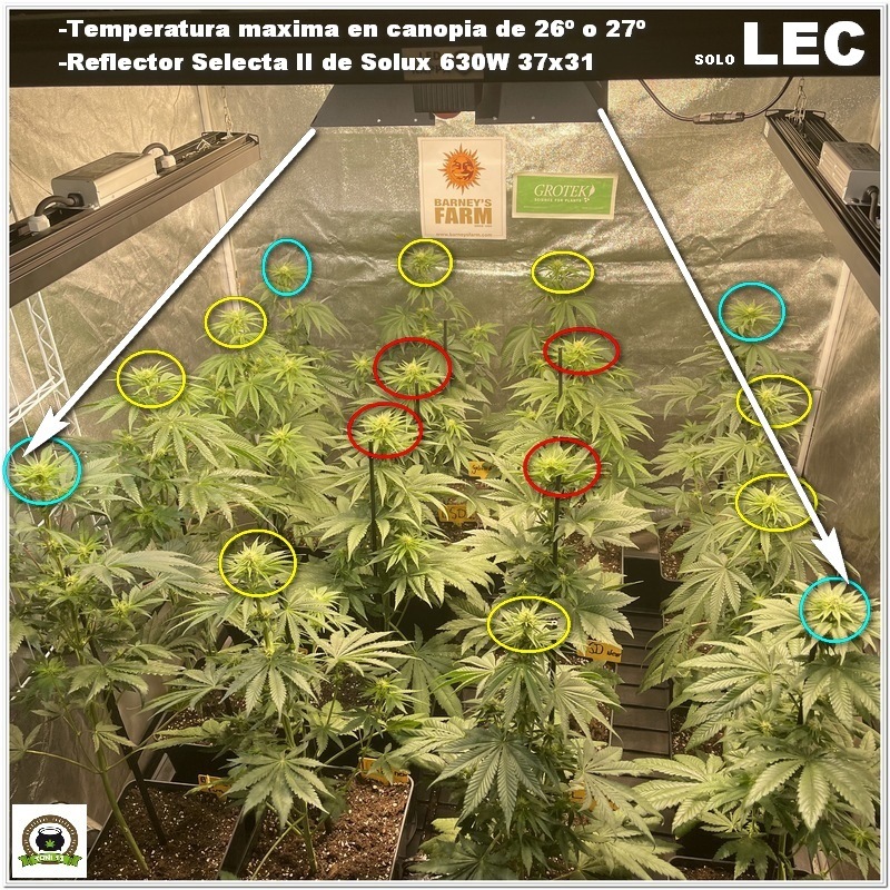 Diferencias entre cultivar con LEC y cultivar con LEC+LED-1