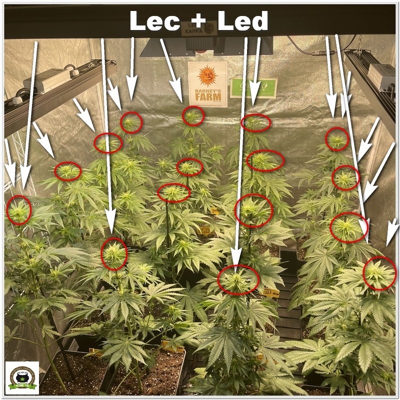 Diferencias entre cultivar con LEC y cultivar con LEC+LED-4
