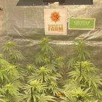 7-Barney`s Farm y Toni13: Banana Punch, Gelato #45, LSD (new) y una secreta