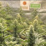 9-Barney`s Farm y Toni13: Banana Punch, Gelato #45, LSD (new) y una secreta