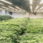 Diferencia entre Autocultivar marihuana y el cultivo profesional