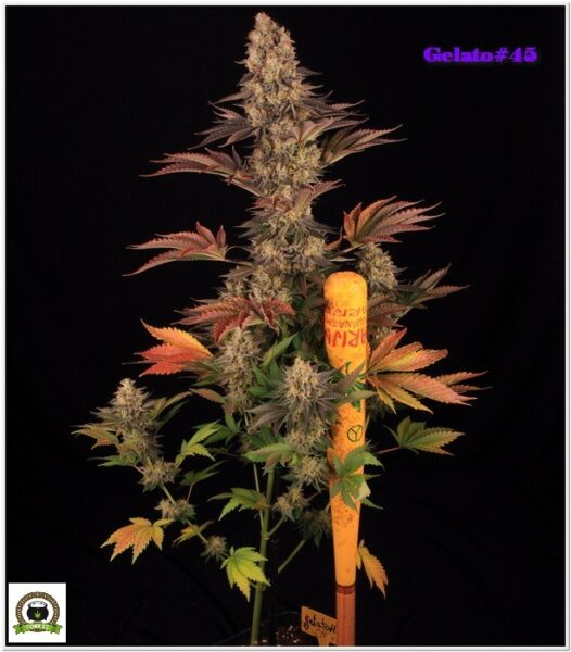 15-Barney`s Farm y Toni13: Gelato #45-2