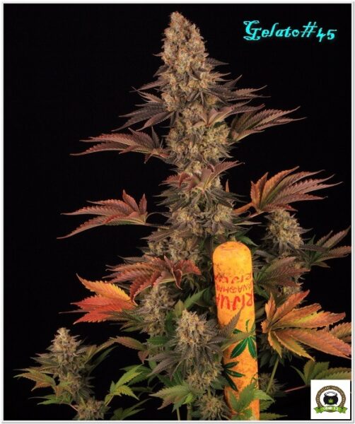 15-Barney`s Farm y Toni13: Gelato #45-3