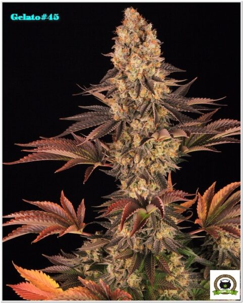 15-Barney`s Farm y Toni13: Gelato #45-4