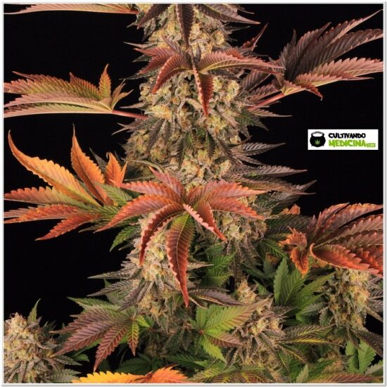 15-Barney`s Farm y Toni13: Gelato #45-5