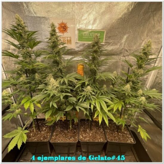 15-Barney`s Farm y Toni13: Gelato #45-1