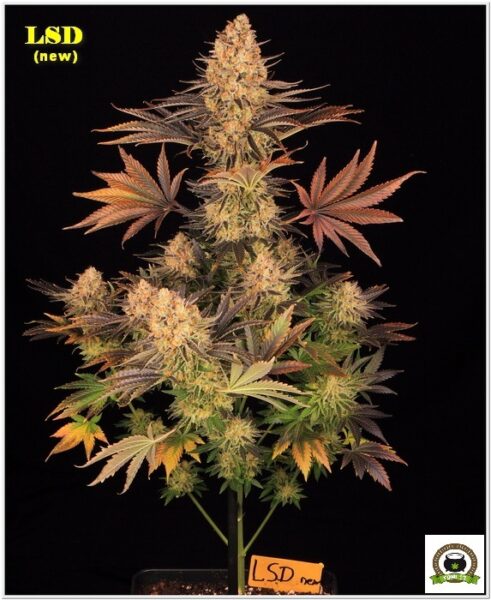 16-Barney`s Farm y Toni13: LSD (new)-1