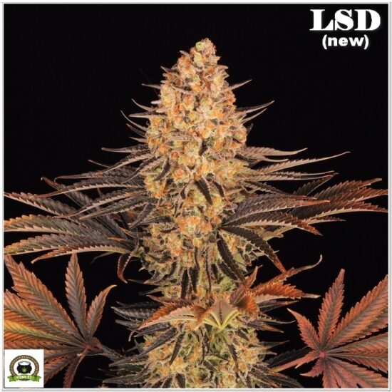 16-Barney`s Farm y Toni13: LSD (new)-2
