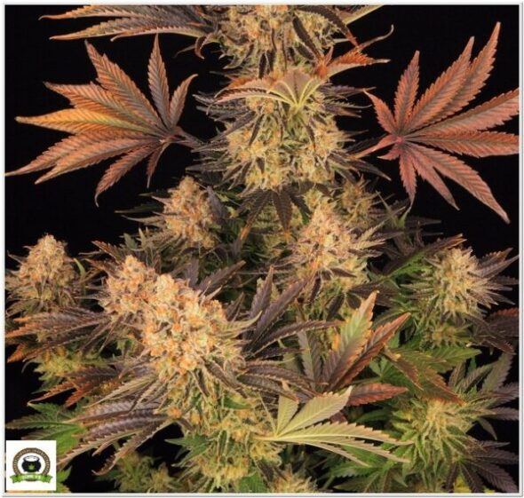 16-Barney`s Farm y Toni13: LSD (new)-4