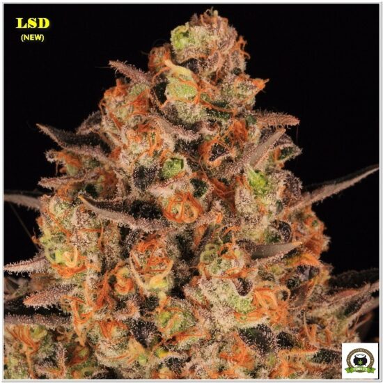 16-Barney`s Farm y Toni13: LSD (new)-3