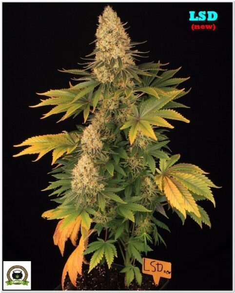 16-Barney`s Farm y Toni13: LSD (new)-5