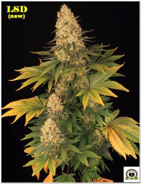 16-Barney`s Farm y Toni13: LSD (new)-6