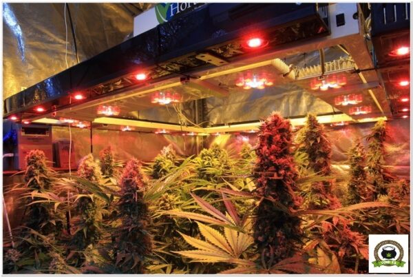 Cultivo Organico con luminaria Sodio+Led