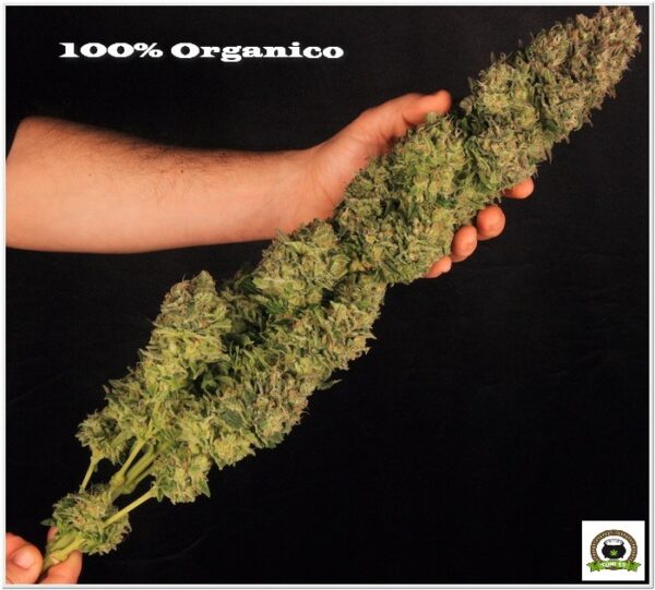 2 Cultivo Orgánico, calidad y cantidad