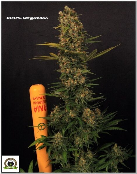 Versache, variedad regular no comercial