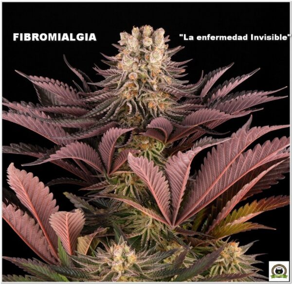 fibromialgia y cannabis