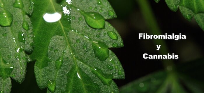 fibromialgia y cannabis