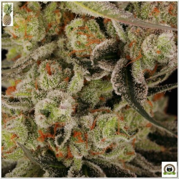pineapple express