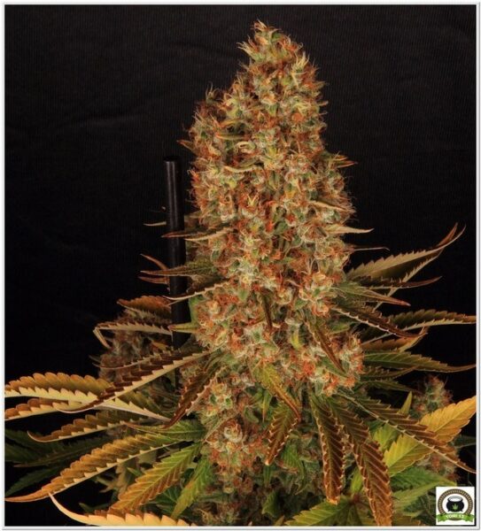mejores cultivos marihuana