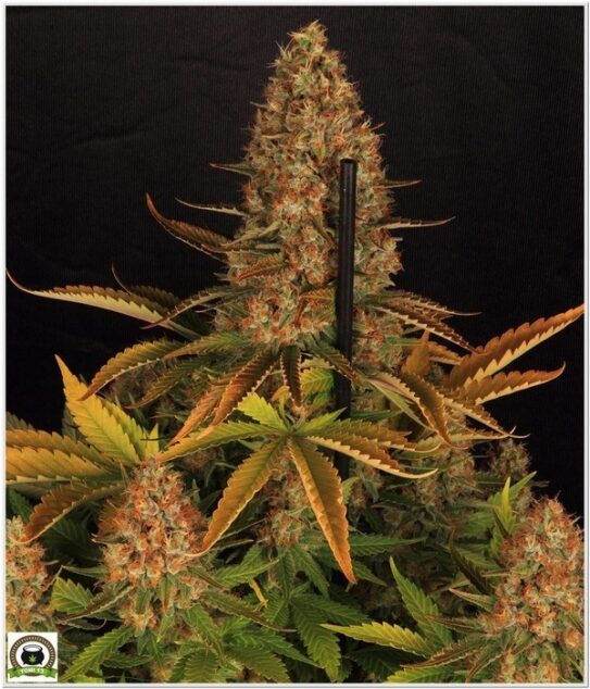 mejores cultivos marihuana