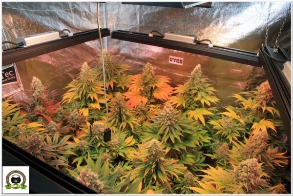 mejores cultivos marihuana