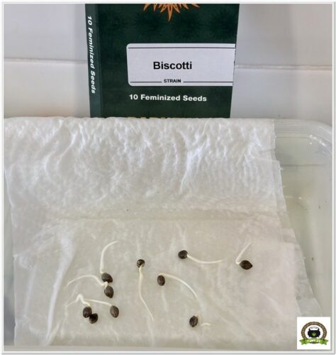 germinación marihuana