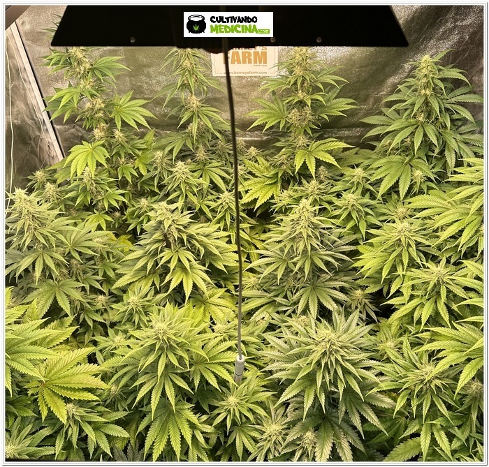 vista de pajaro dia 32 de floracion cultivo toni13