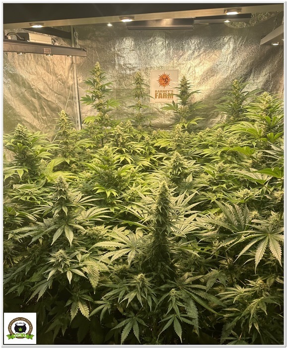 dia 35 de floracion cultivo toni13