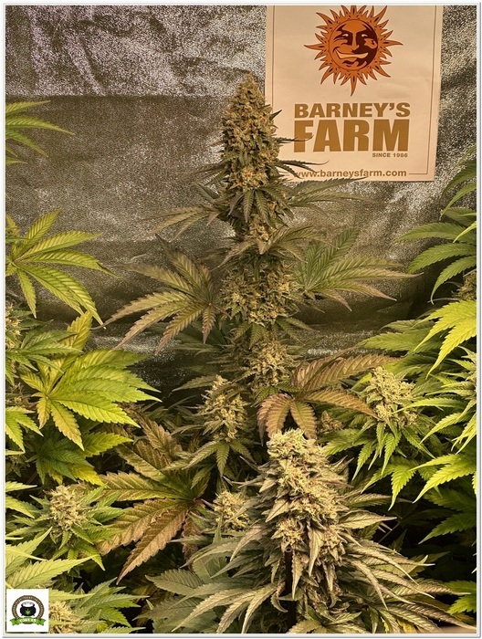 og kush 54 dias cultivo toni13