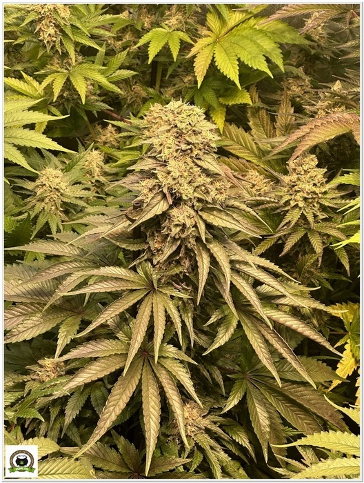 girl scout cookies 54 dias cultivo toni13