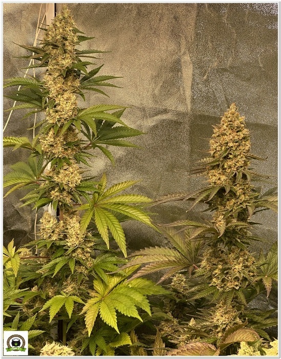 pareja og kush 54 dias cultivo toni13