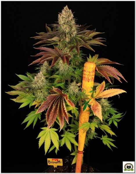 marihuana medicinal españa