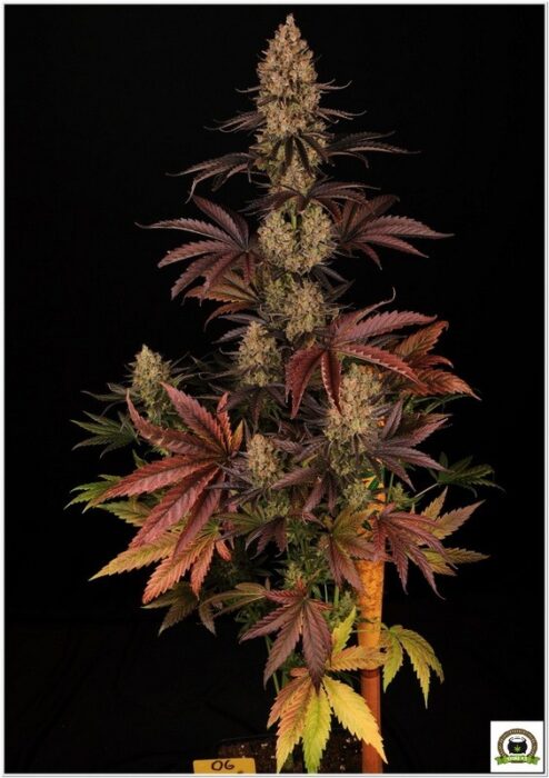 og kush barney's farm