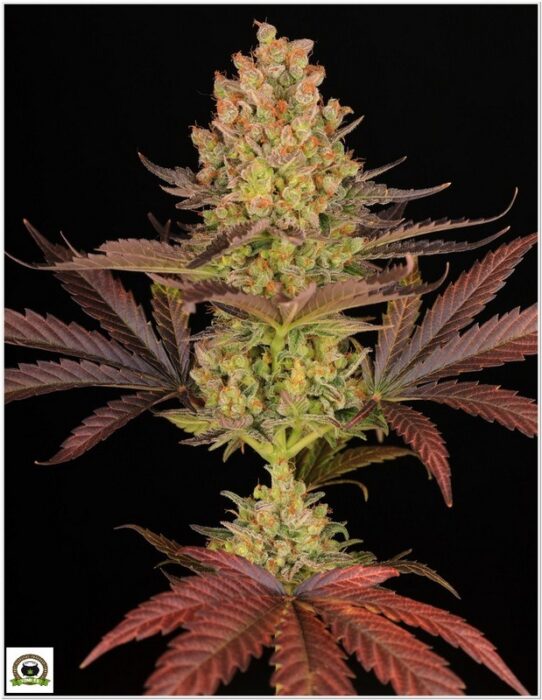 og kush barney's farm