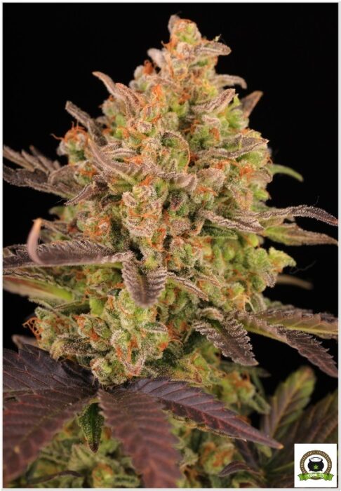 og kush barney's farm