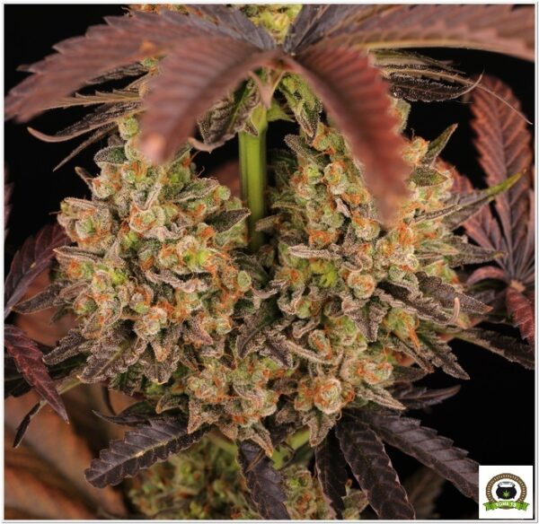 og kush barney's farm