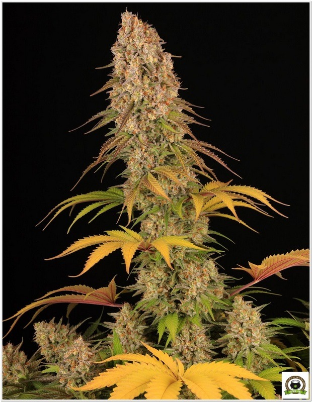 sour strawberry cultivo toni13-1