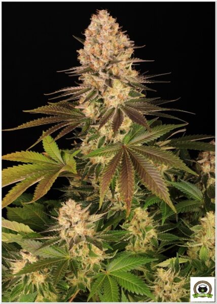 Girl Scout Cookies Barneys Farm