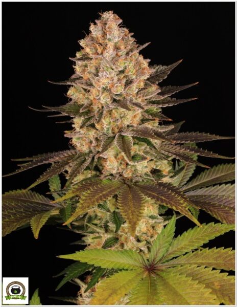 Girl Scout Cookies Barneys Farm