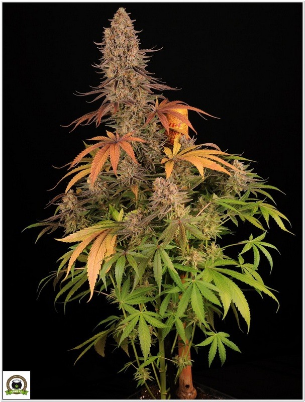 sour strawberry cultivo toni13-3