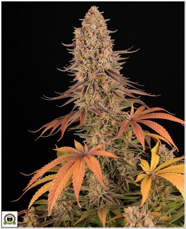 sour strawberry cultivo toni13-4