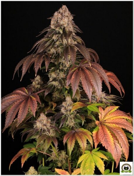 Girl Scout Cookies Barneys Farm